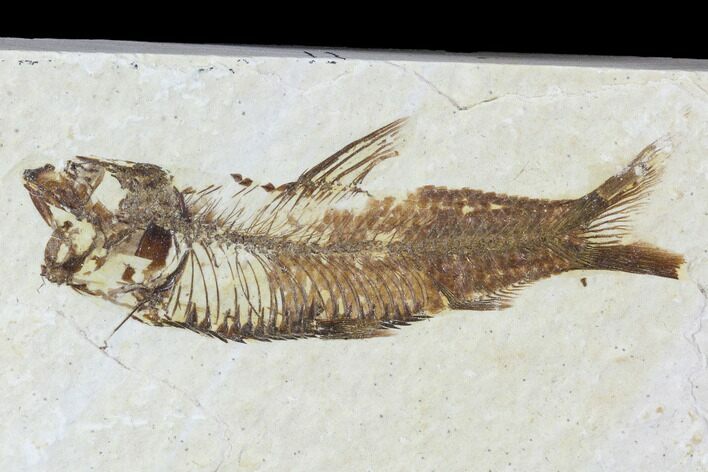 Bargain, Fossil Fish (Knightia) - Wyoming #104609